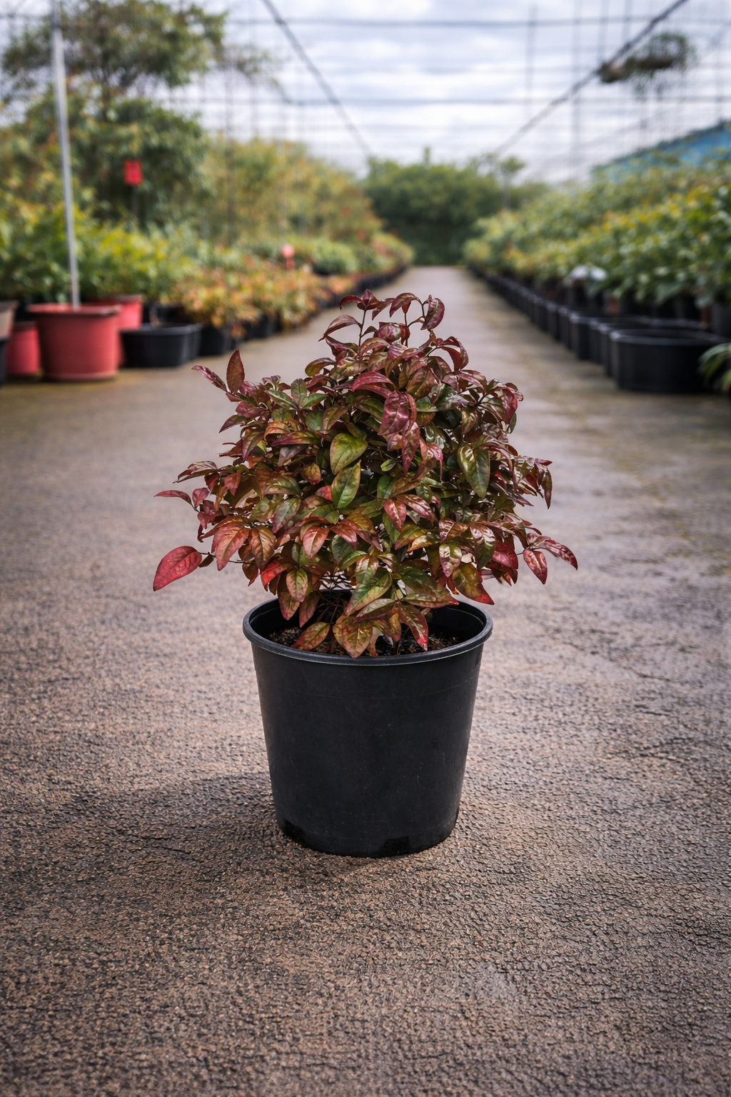 Nandina Blush plant by The Nurso showing vibrant pink and green foliage in a garden setting.