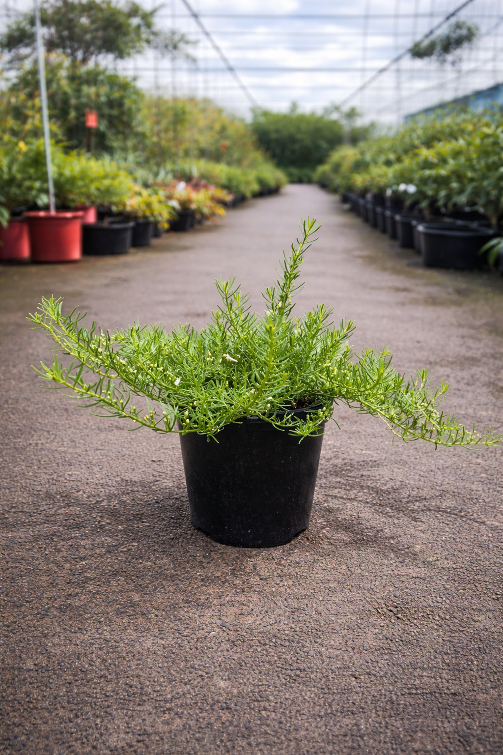 Myoporum Fine Leaf White plant from The Nurso with slender green leaves and white flowers, close-up view of foliage.