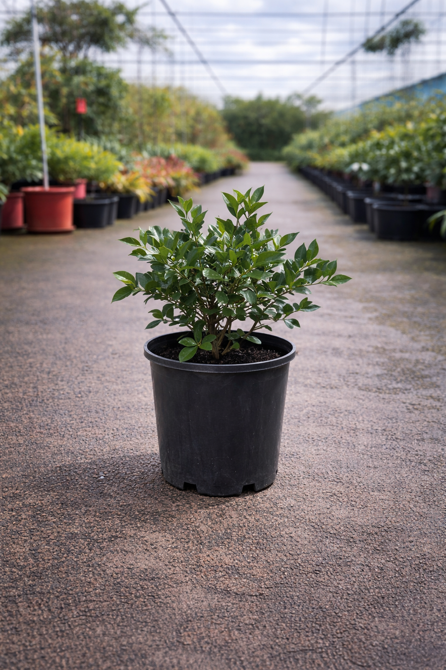 Murraya paniculata (Mock Orange) plant from The Nurso with lush green foliage and white fragrant flowers in a garden setting.