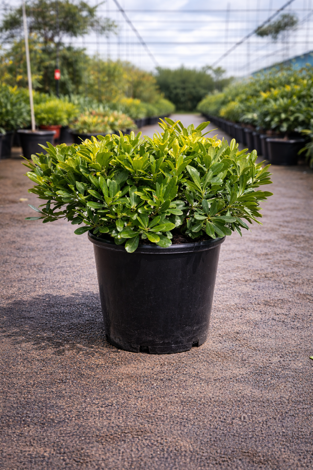 Healthy Pittosporum ‘Miss Muffet’ shrub by The Nurso with lush green foliage and dense growth, ideal for landscaping or garden decor.