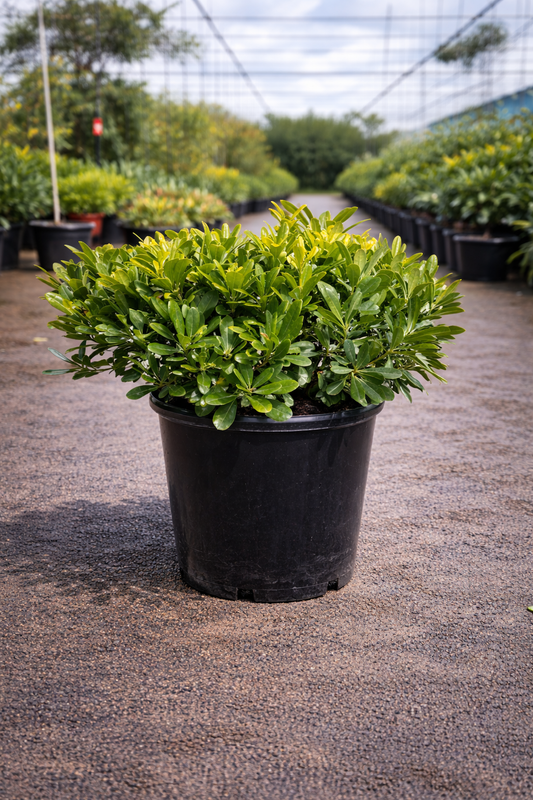 Healthy Pittosporum ‘Miss Muffet’ shrub by The Nurso with lush green foliage and dense growth, ideal for landscaping or garden decor.