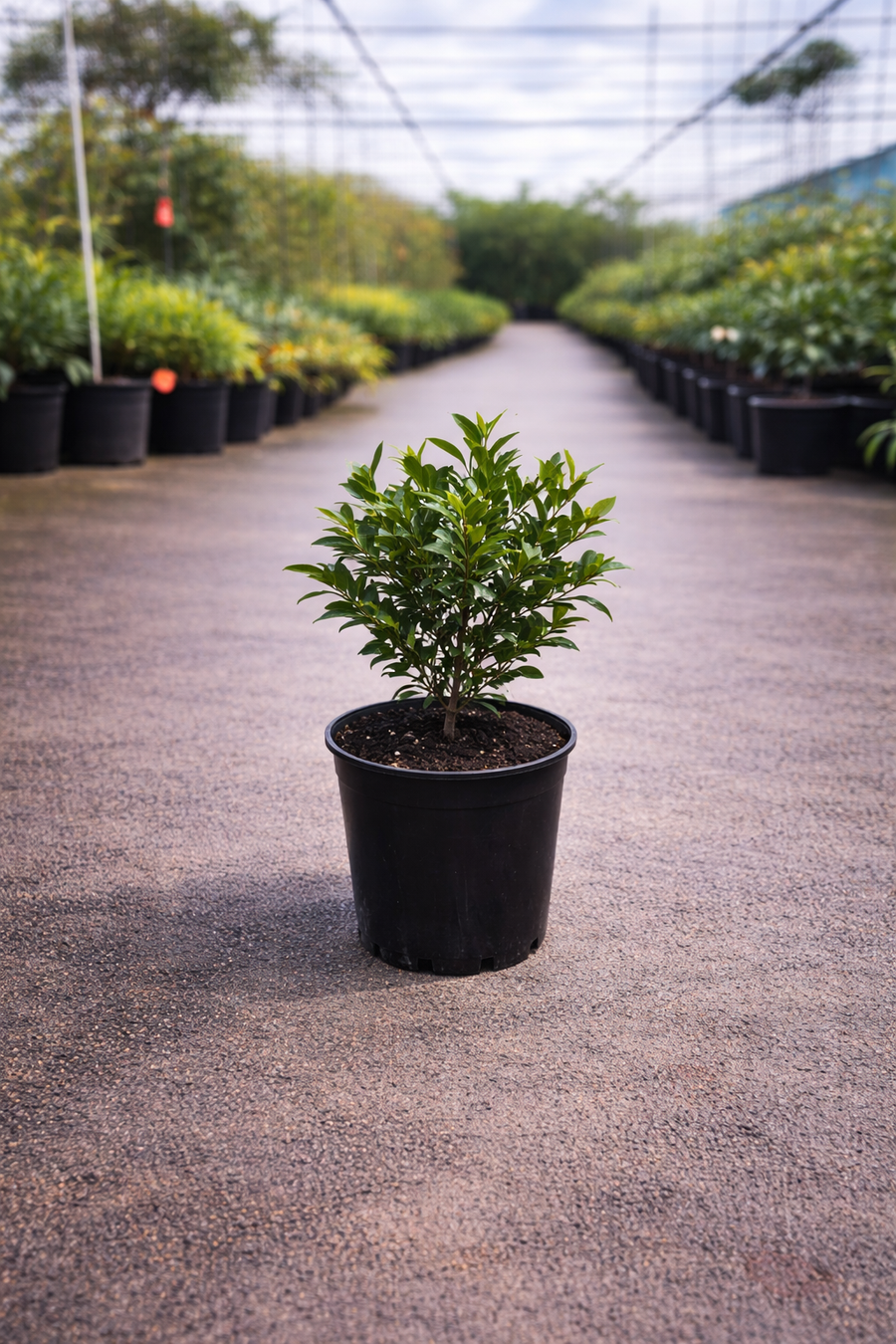 Port Wine Magnolia Michelia figo plant from The Nurso, showcasing lush green leaves and fragrant white flowers.