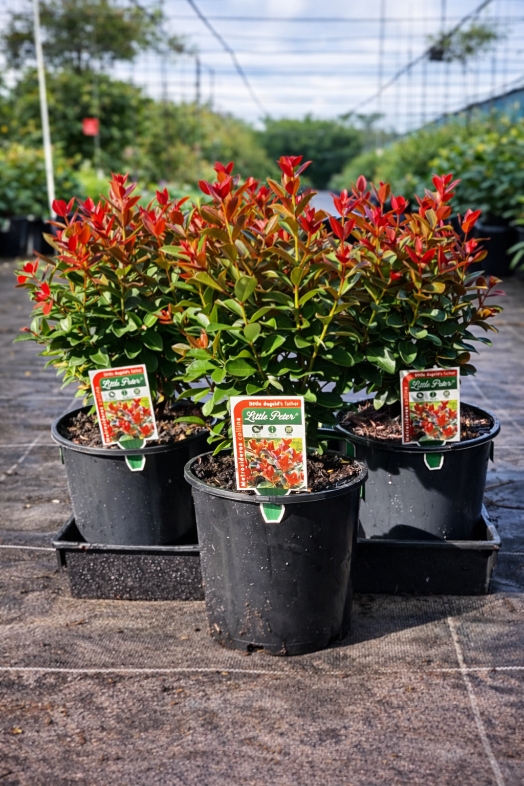 Close-up of a Metrosideros Little Peter plant by The Nurso, showcasing vibrant green foliage and compact growth habit.