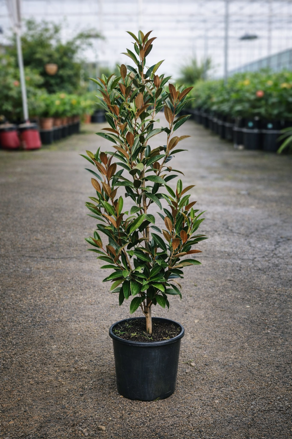 Magnolia Alta plant from The Nurso with lush green leaves and elegant flowering buds, shown in a natural garden setting.
