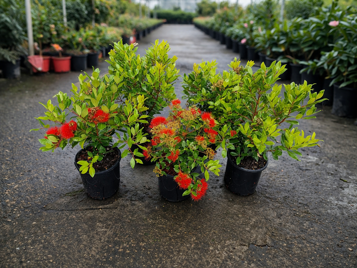 Metrosideros Little Dugald plant by The Nurso, featuring vibrant green foliage and small, colorful flowers in a garden setting.