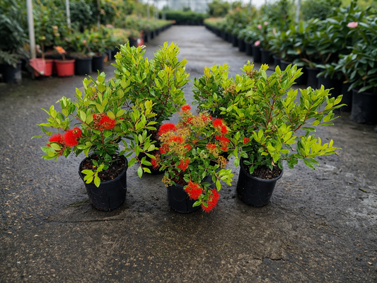 Metrosideros Little Dugald plant by The Nurso, featuring vibrant green foliage and small, colorful flowers in a garden setting.