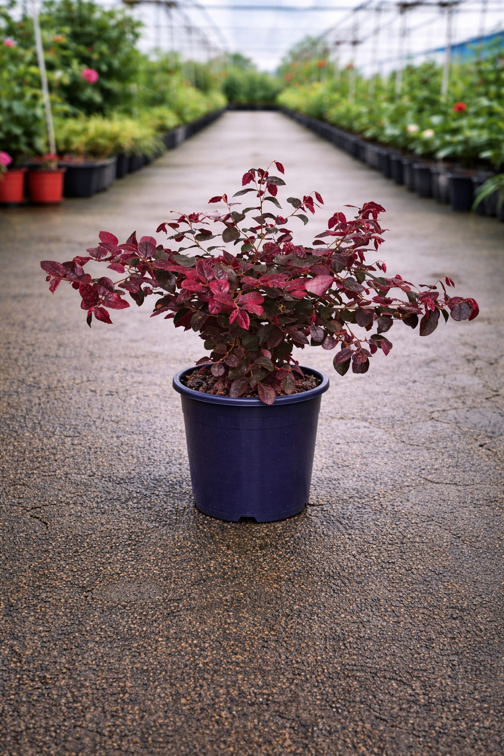 Loropetalum ‘Plum Gorgeous’ shrub by The Nurso with deep purple foliage and delicate pink flowers, shown in a garden setting.
