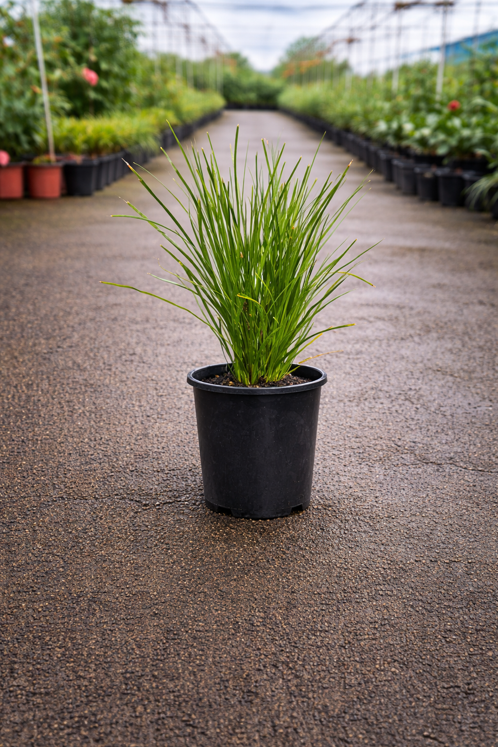 Lomandra Lime Tuff plant by The Nurso showing lush green foliage and sturdy growth in a garden setting.