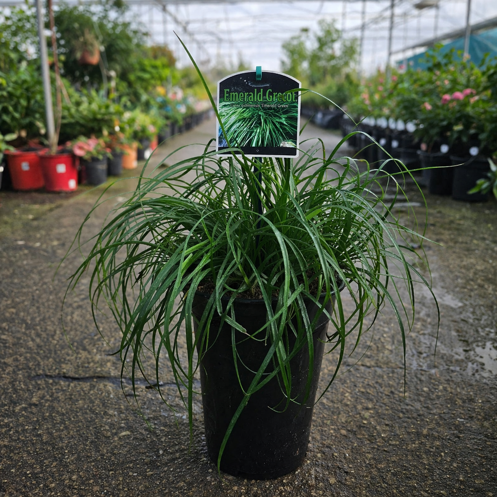 Liriope Emerald Cascade plant by The Nurso, showcasing dense green foliage and elegant grassy leaves.