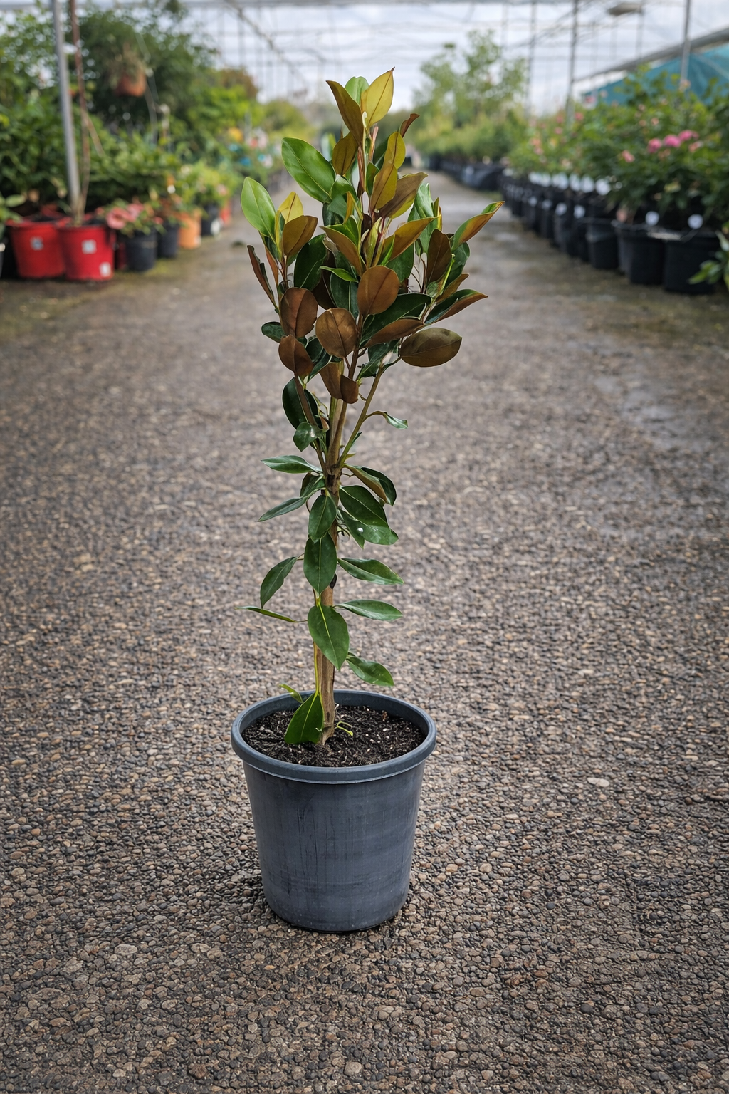 Magnolia Little Gem plant by The Nurso, showing lush green leaves and compact growth habit in a garden setting.