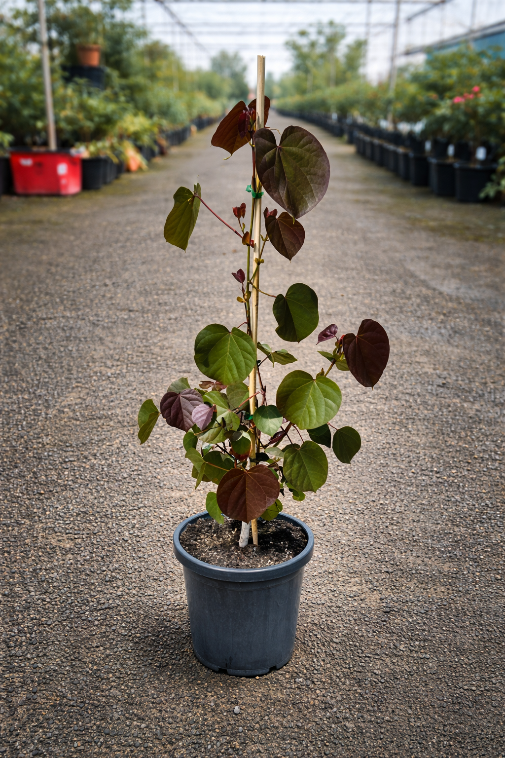 Bright Hibiscus Rubra flower from The Nurso, showcasing vibrant red petals and lush green leaves.