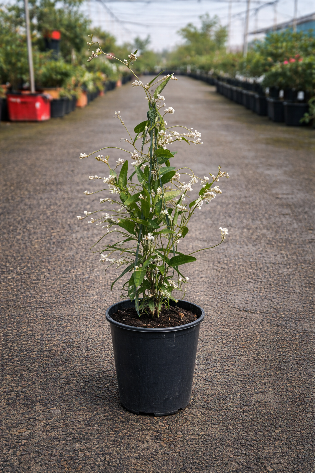 White Hardenbergia 'White Out' flowering plant by The Nurso with lush green leaves and clusters of white blooms.