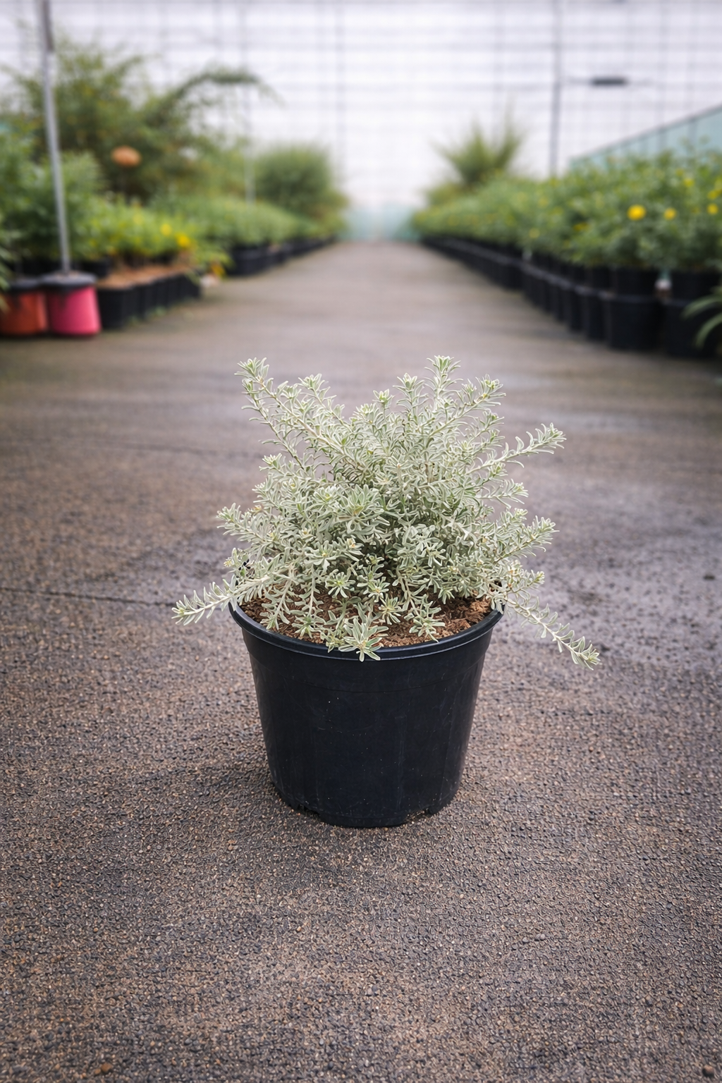 Westringia Smokey shrub from The Nurso with dense green foliage and grayish leaves, ideal for low-maintenance garden borders.
