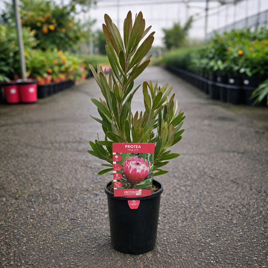 Pink Protea flower named Protea Pink Ice from The Nurso, showcasing vibrant pink petals and lush green foliage.