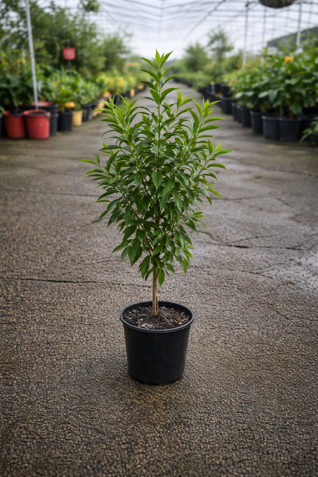 Lemon scented myrtle plant from The Nurso with vibrant green leaves and fresh lemon aroma, in a decorative pot.