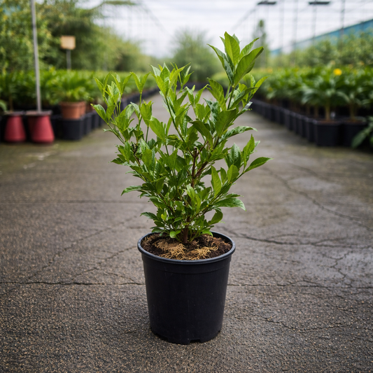 Lush Gardenia Magnifica flower from The Nurso, showcasing creamy white petals and vibrant green foliage in a garden setting.