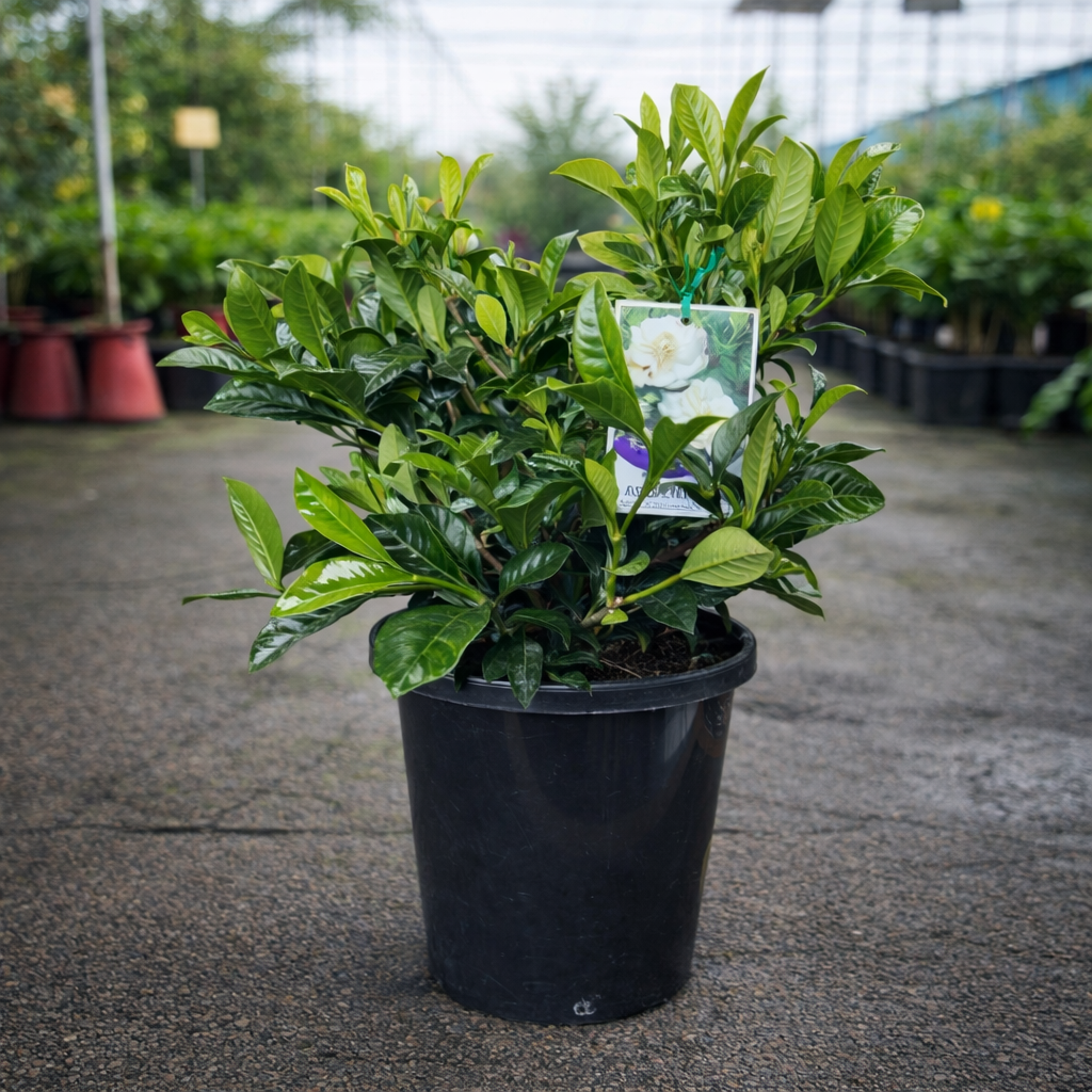 Close-up of a Gardenia florida flower showing white petals and green foliage, from The Nurso brand.
