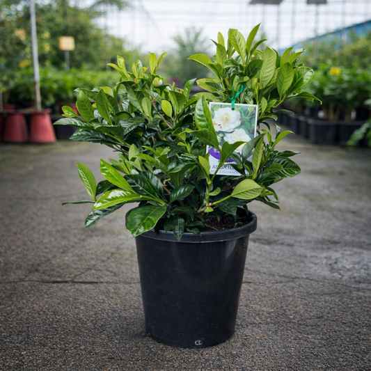 Close-up of a Gardenia florida flower showing white petals and green foliage, from The Nurso brand.