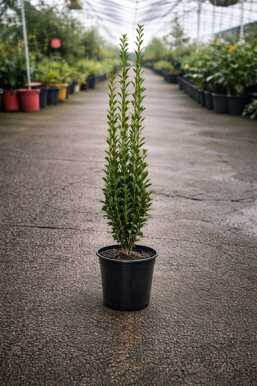 Tall Ilex Sky Pencil shrub from The Nurso with slender, upright dark green foliage suitable for narrow spaces.