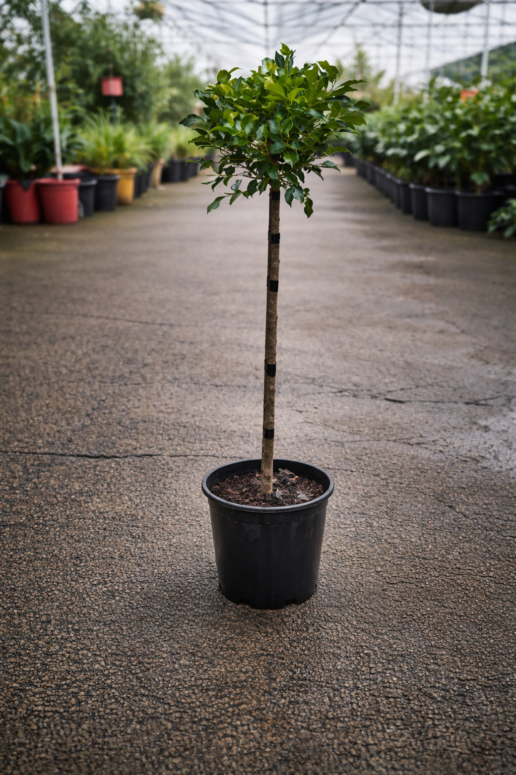 Ficus Standards indoor plant by The Nurso with tall, slender green foliage in a decorative pot.