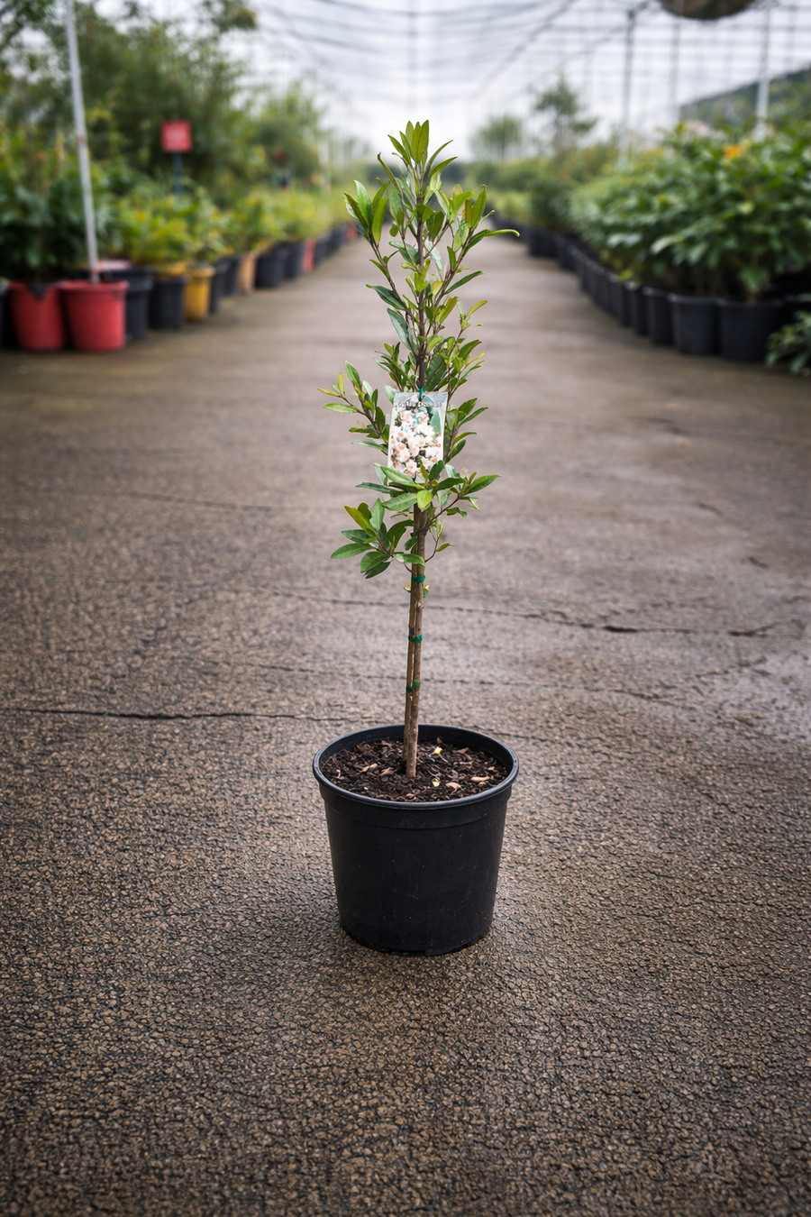 Blueberry Ash Elaeocarpus ‘Prima Donna’ shrub with lush green foliage and white flowers, cultivated by The Nurso.