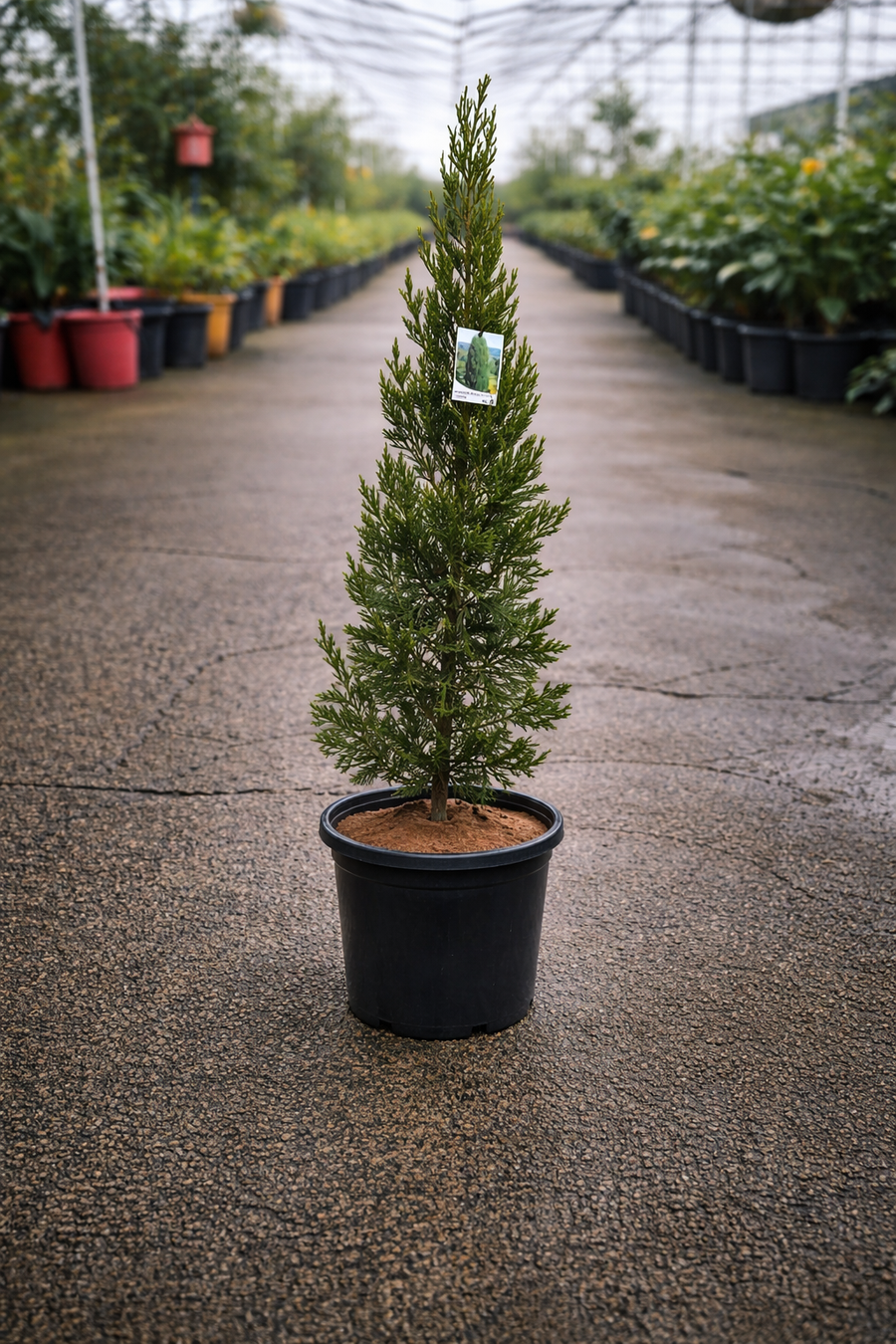 Juniperus Spartan evergreen shrub by The Nurso, showcasing dense green needle-like foliage and conical growth habit.