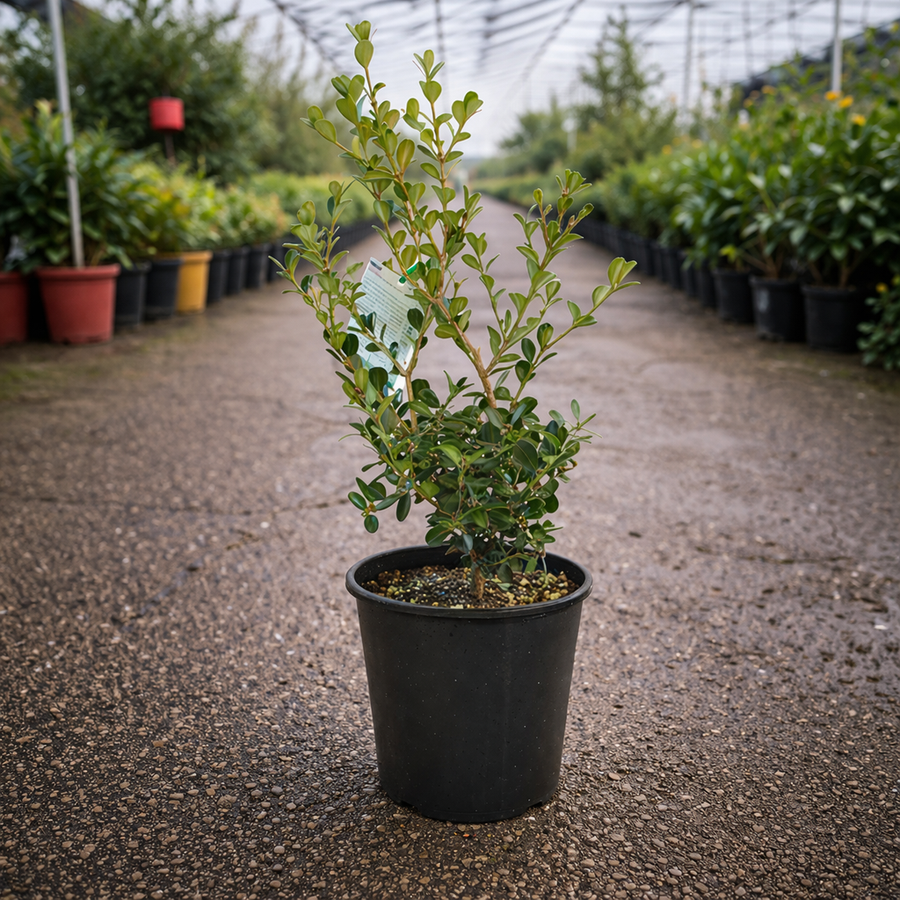 Lush green Buxus Japonica shrub from The Nurso, showcasing dense, rounded foliage ideal for ornamental gardening.