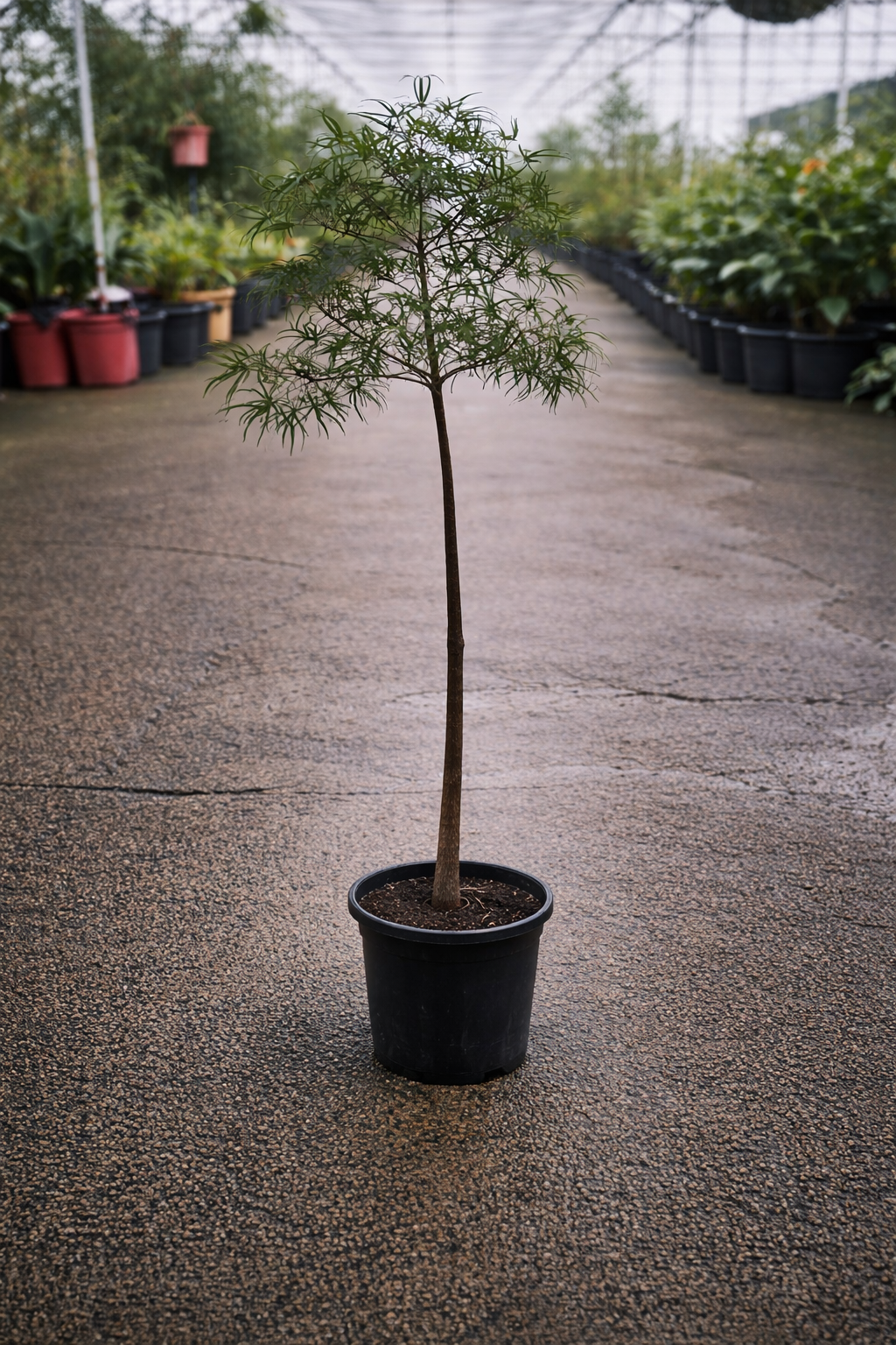 Healthy Brachychiton Queensland Bottle Tree by The Nurso, showing its distinctive thick trunk and lush green foliage.