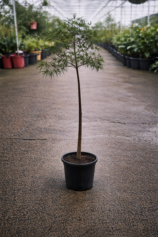 Healthy Brachychiton Queensland Bottle Tree by The Nurso, showcasing its distinctive thick trunk and lush green foliage.