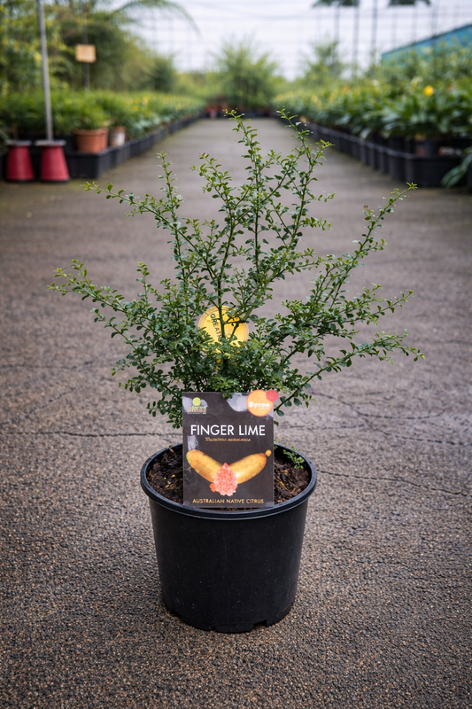 Fresh Finger Lime Byron Sunrise from The Nurso, showcasing vibrant green exterior and juicy, segmented interior.