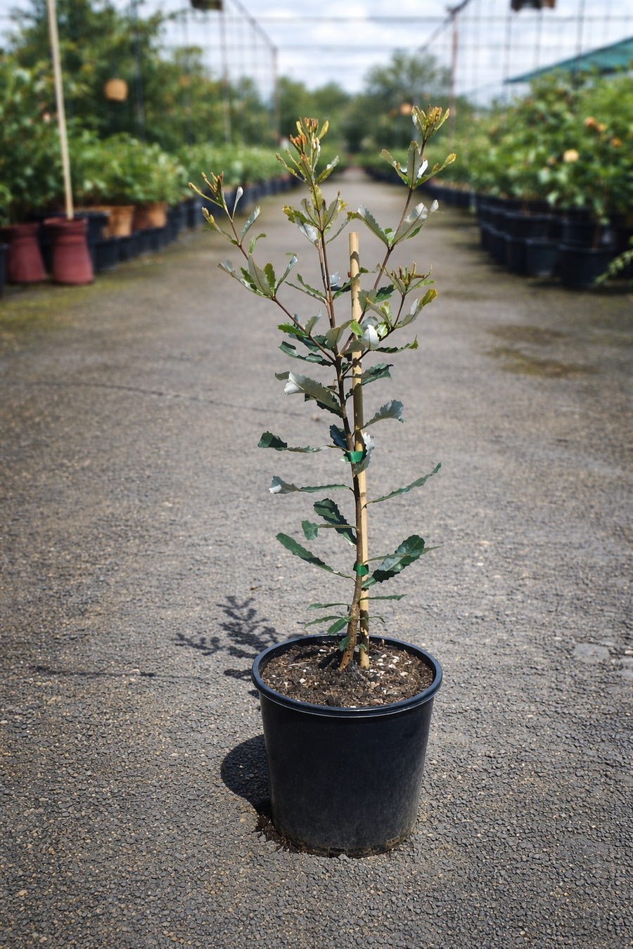 Banksia integrifolia Coast Banksia shrub from The Nurso with green leaves and native Australian flowering features.