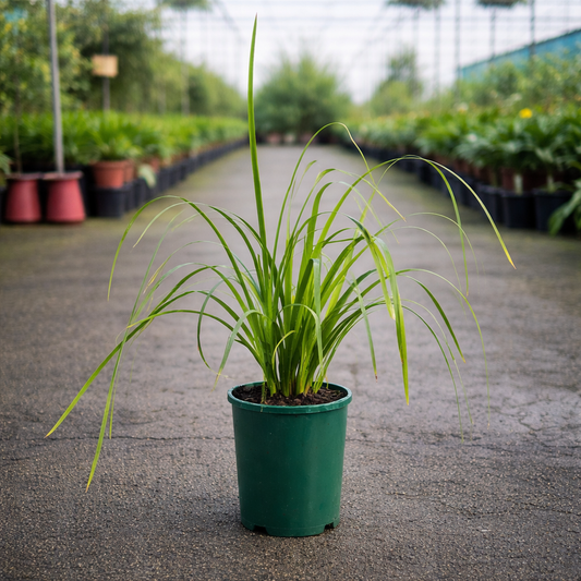 Lomandra Hystric plant by The Nurso showing long, narrow green leaves with a dense, tufted growth habit.