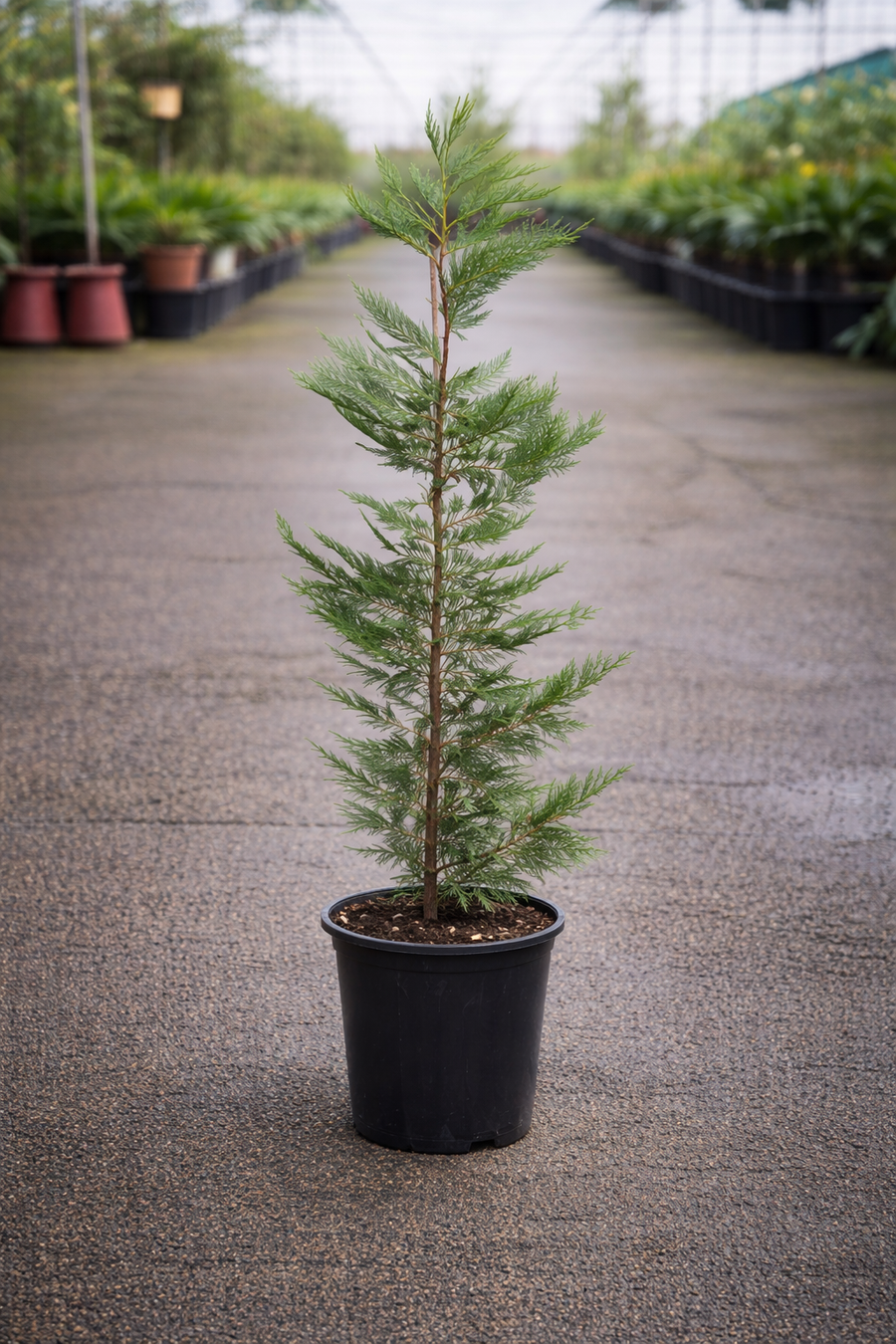 Healthy Cupressus Leighton Green evergreen shrub from The Nurso with dense, vibrant green foliage and conical shape.