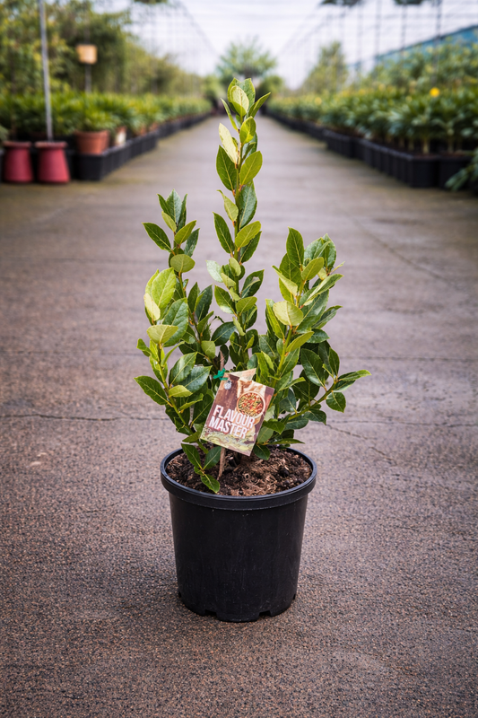 Fresh Laurus nobilis leaves from The Nurso Flavour Master, showcasing aromatic bay laurel leaves on a neutral background.