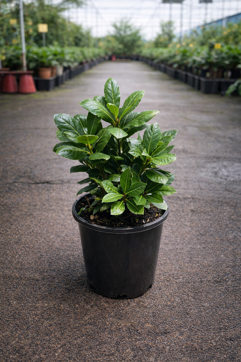 Laurus nobilis Baby Bay herb plant from The Nurso, featuring lush green bay leaves in a nursery container.