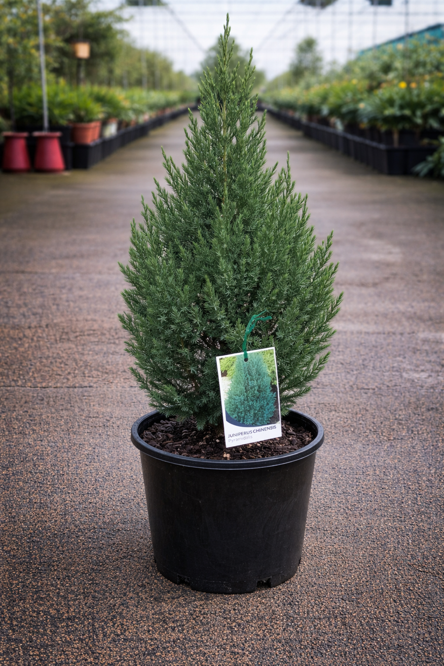 Pyramid-shaped Juniperus pyramidalis evergreen shrub from The Nurso with dense green foliage and a distinctive conical form.