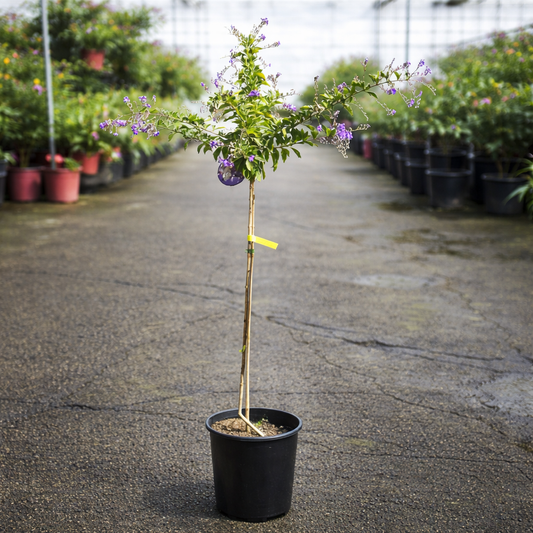 Healthy Duranta Standards plant from The Nurso with vibrant green foliage, displayed in a garden setting.