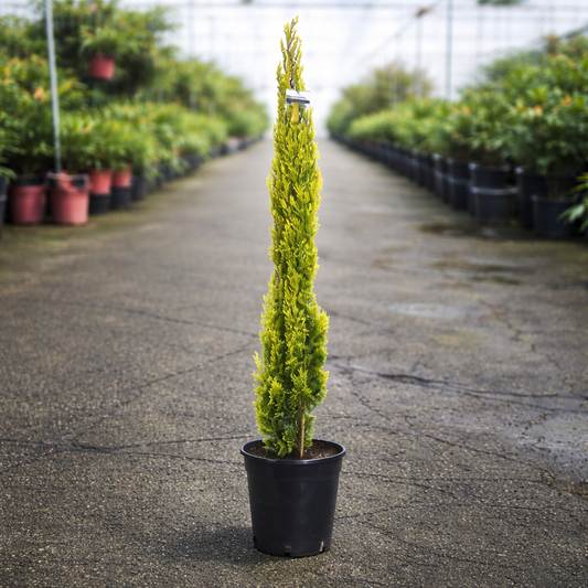 Golden Cupressus Swanes tree by The Nurso with lush green foliage and distinctive golden tips, ideal for ornamental landscaping.