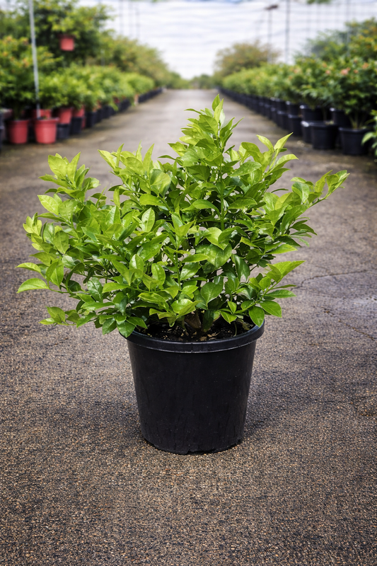Fresh Citrus ‘Lemonicious’ lemon from The Nurso, showing bright yellow skin and lush green leaves on the tree.