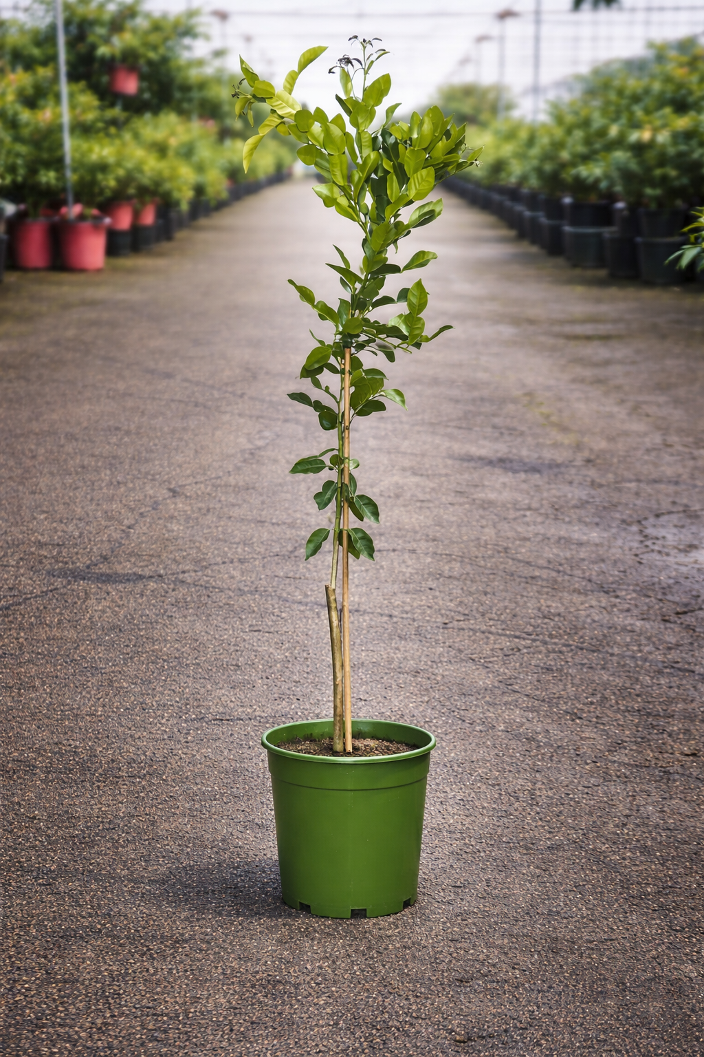 Fresh Citrus Kaffir Lime from The Nurso, showing vibrant green leaves and fragrant lime fruit on a branch.
