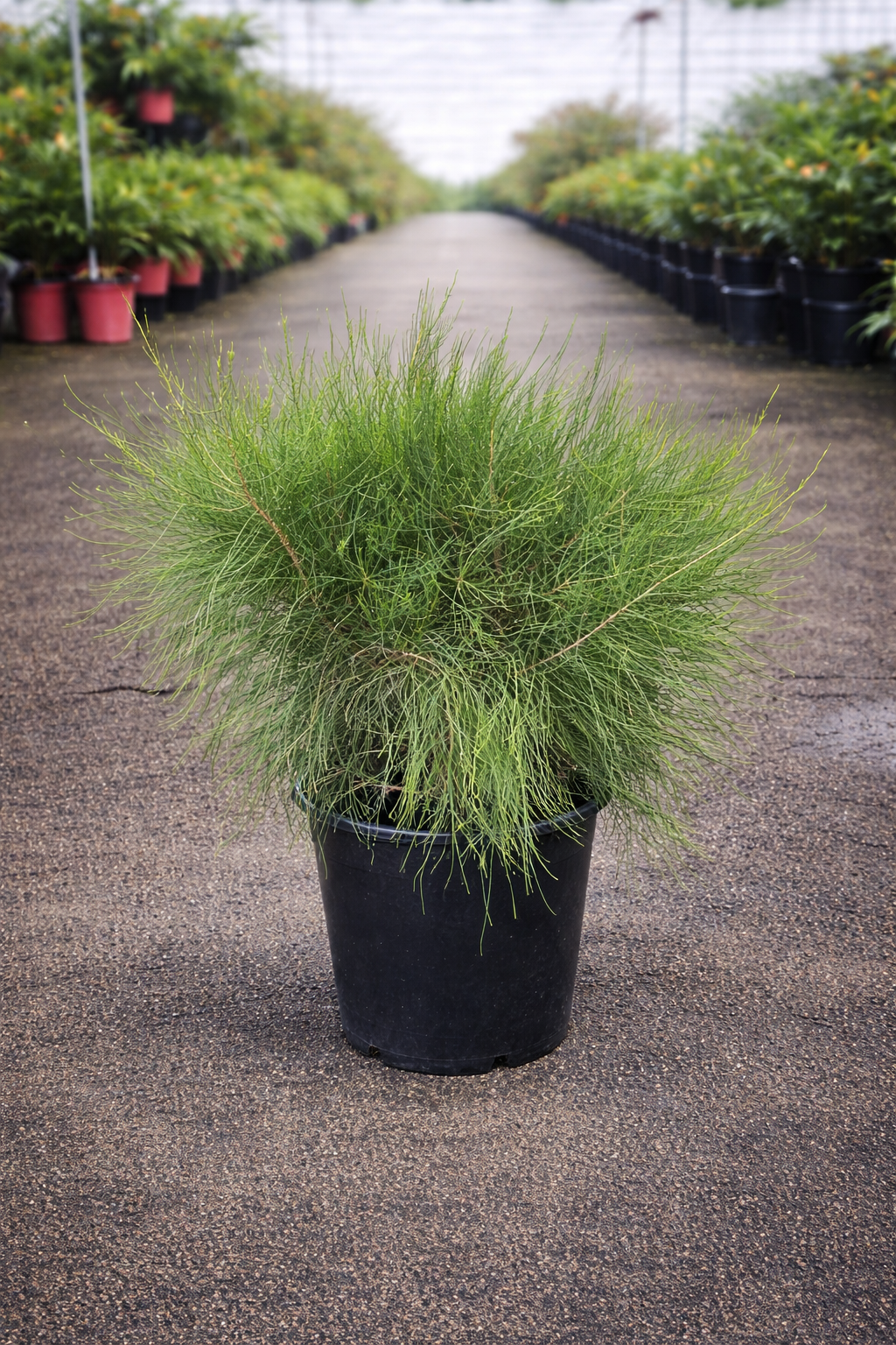 Casuarina Greenwave plant by The Nurso showing long green needle-like leaves in a natural setting