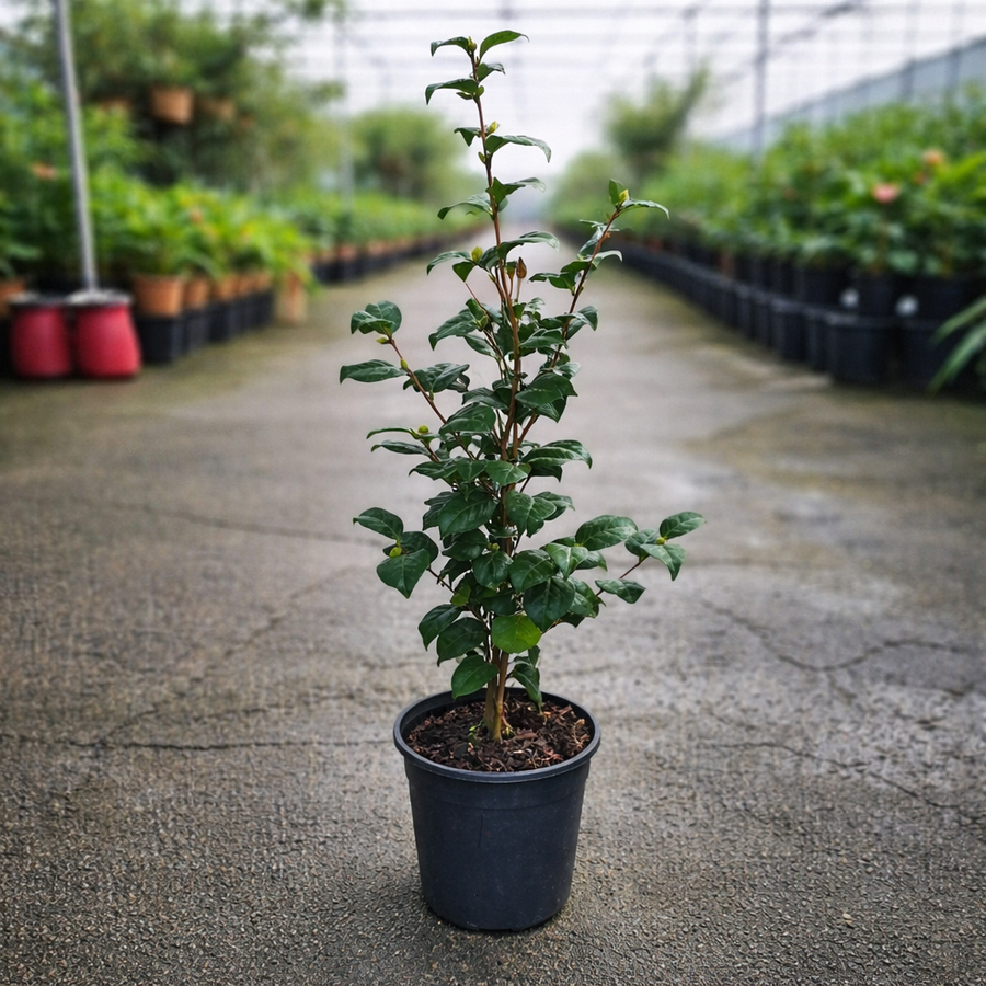 Camellia Silver Waves