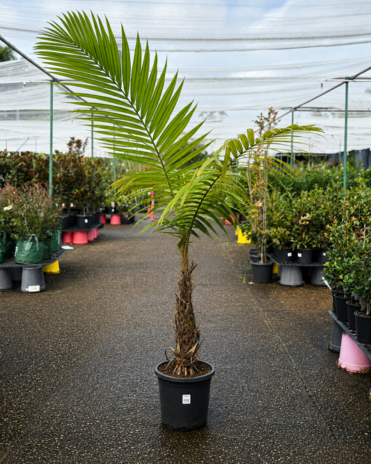 Calyptrocalyx spicatus cluster fishtail palm from The Nurso with lush green fronds and multiple leaf stalks in a natural setting