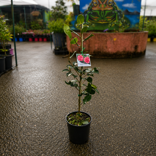 Camellia Great Eastern
