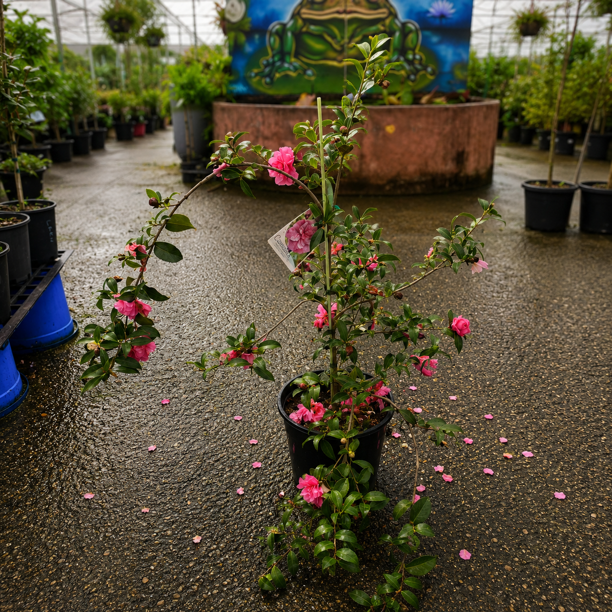 Camellia Chansonette