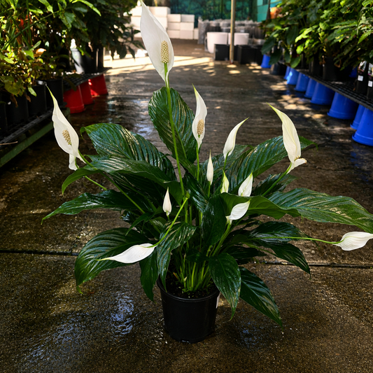 Spathiphyllum Sweet Romano