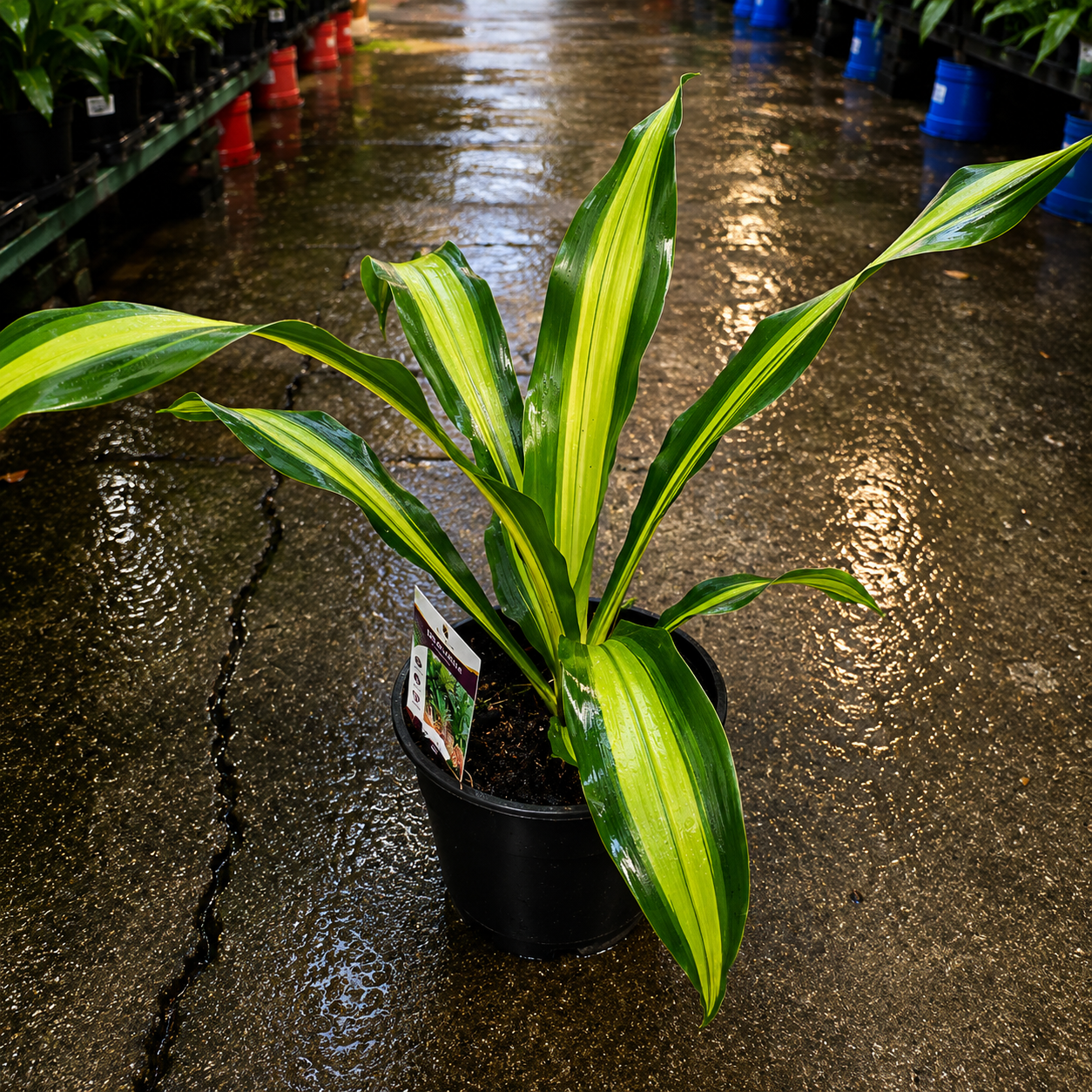 Dracaena 'Gold Cord'