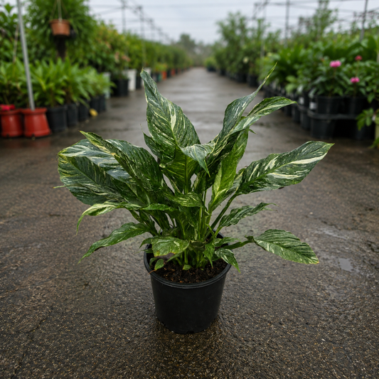 Peace Lily Spathiphyllum Domino