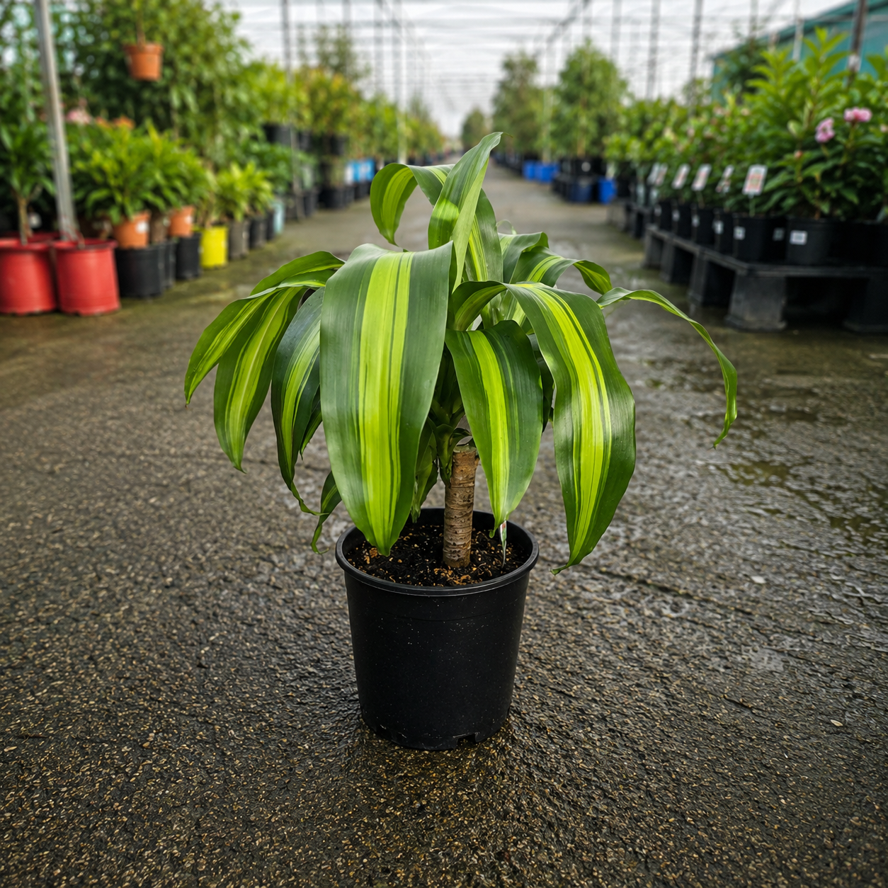 Dracaena Massangeana (Happy Plant)