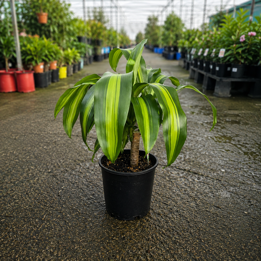 Dracaena Massangeana (Happy Plant)
